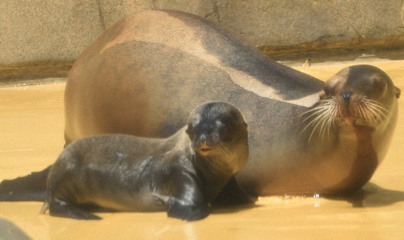 すくすく育って 11年ぶり、アシカの赤ちゃん誕生 しまね海洋館アクアス