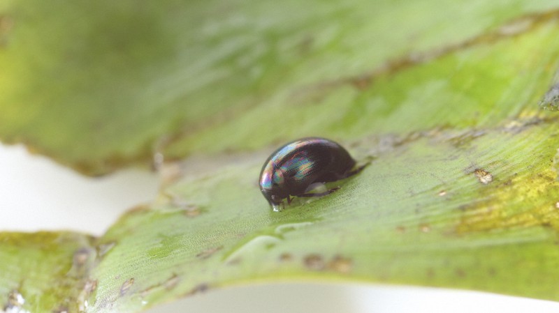 広く水田などに生息するマメガムシ=神戸大大学院農学研究科の杉浦真治准教授提供