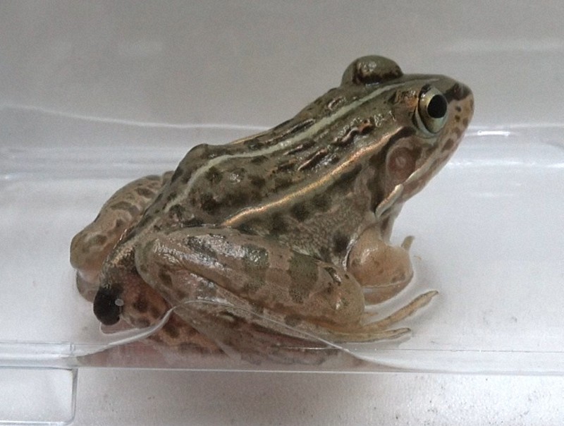 トノサマガエルに食べられた後、お尻の穴から生きたまま脱出するマメガムシ(左下の黒い物体)=神戸大大学院農学研究科の杉浦真治准教授提供の動画より