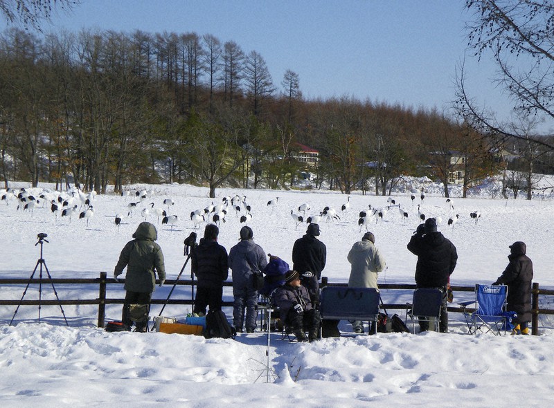 人間の与える餌を求めて給餌場に集まるタンチョウ=北海道鶴居村の鶴見台で2010年1月、タンチョウ保護研究グループ提供