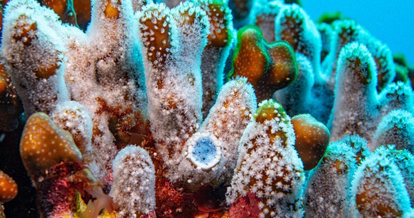 琉球列島の自然講座 サンゴ礁・島の生き物たち・自然環境  /ボ-ダ-インク/琉球大学（単行本） 琉球列島の自然講座 サンゴ礁・島の生き物たち・自然環境