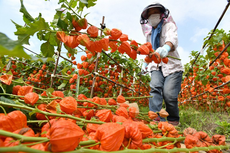一面朱色に染まる畑 お盆を前にホオズキの収穫最盛期 愛知 | 毎日新聞