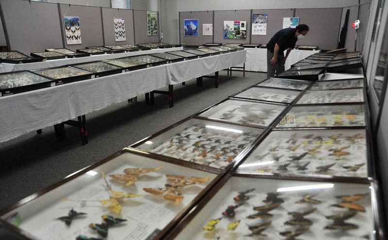 展示されている昆虫標本=京都府福知山市猪崎の市児童科学館で2020年8月6日午前9時43分、佐藤孝治撮影