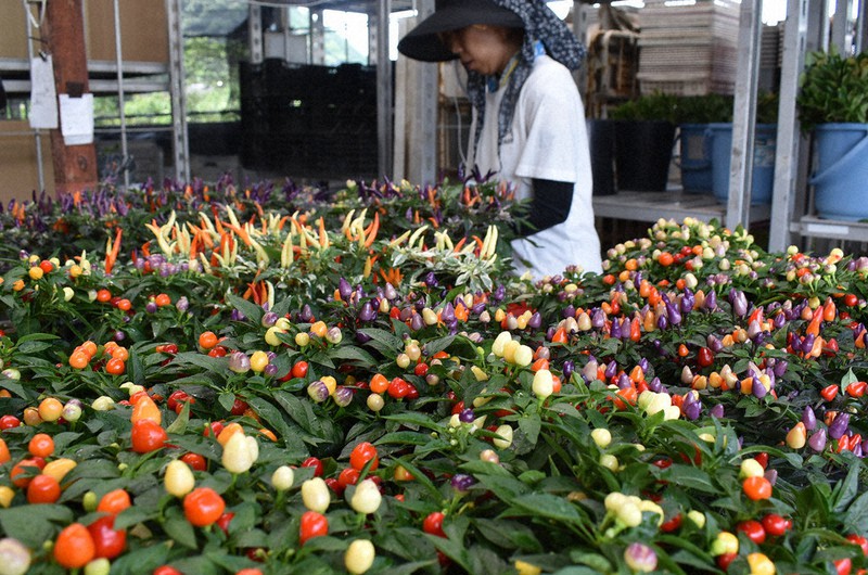 観賞用トウガラシ 紀北で出荷最盛期 三重 毎日新聞