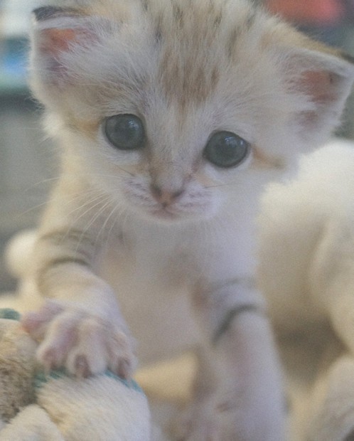 こんにちはスナネコ赤ちゃん、新たに3匹 那須どうぶつ王国で12日公開