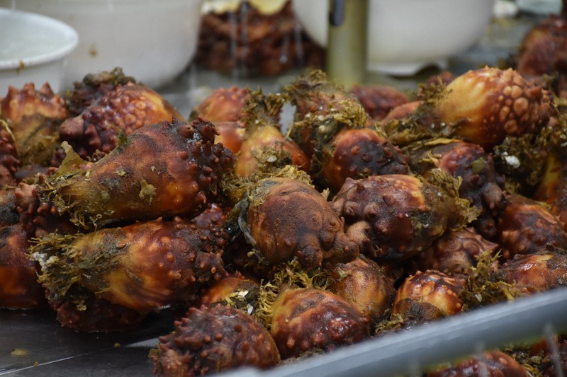 再興にかけ ほやおやじ 奮闘 震災で姿消した宮城の 海のパイナップル 復活へ 毎日新聞