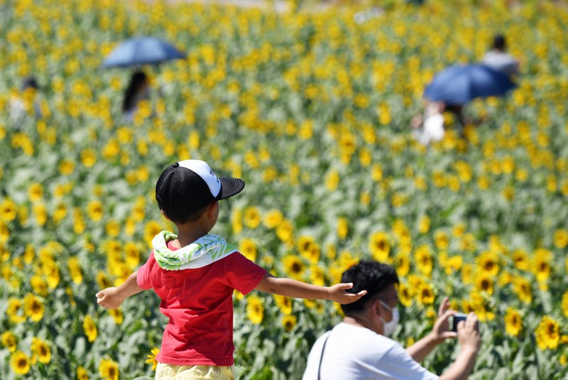 大輪の花が 写真映え ヒマワリ咲き誇る 愛知 南知多の観光農園 写真特集3 4 毎日新聞 大輪の花が 写真映え ヒマワリ咲き誇る 愛知 南知多の観光農園 写真特集3 4 毎日新聞