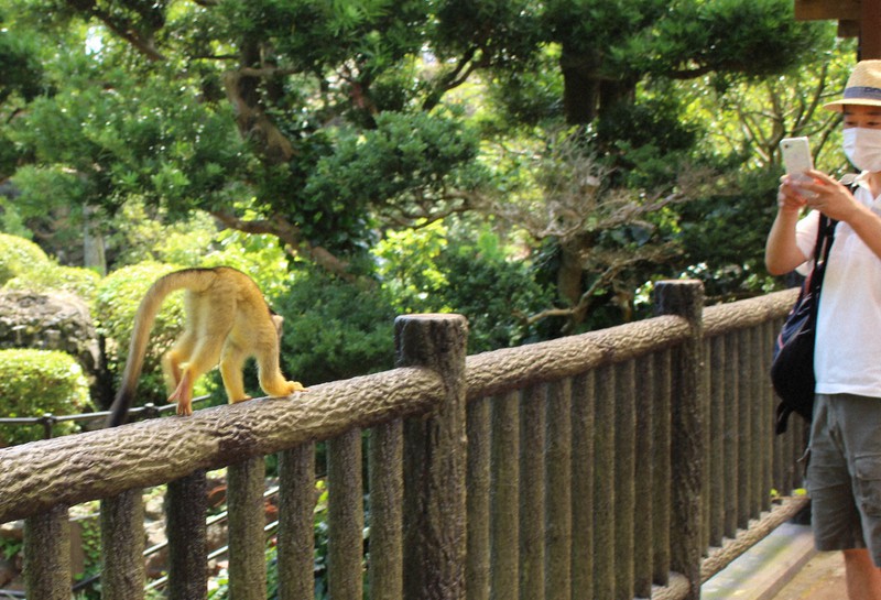 園内で放し飼いされ、自由に橋の欄干を走っていくリスザル=静岡県伊東市富戸で2020年8月13日午後1時40分、梁川淑広撮影