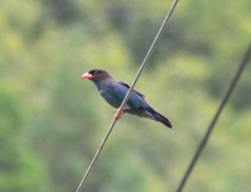 森の宝石」青い羽のブッポウソウ 過去最多の営巣、ヒナ350羽巣立ち