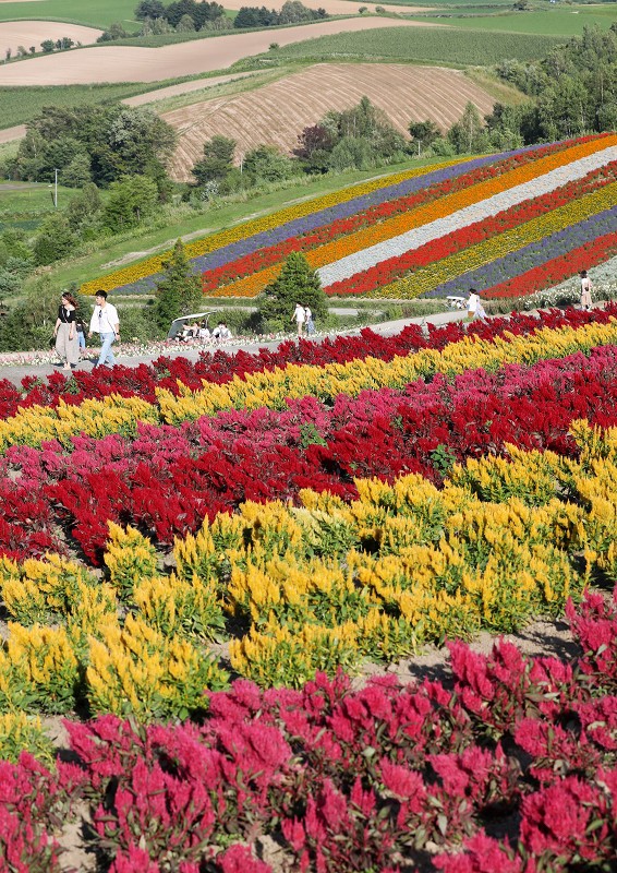 しましま色とりどり 「四季彩の丘」 [写真特集1/4] | 毎日新聞