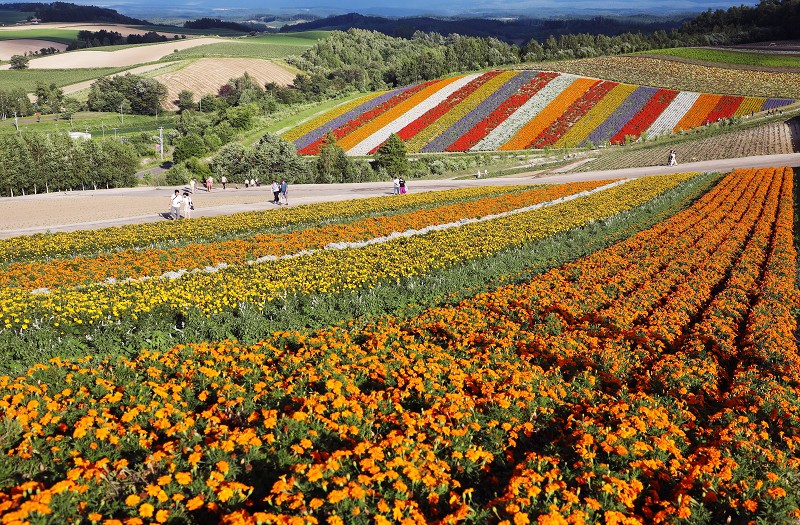 しましま色とりどり 「四季彩の丘」 [写真特集1/4] | 毎日新聞