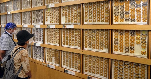 信州のファーブル」が追った美しきチョウ 圧巻146種 長野・松本で特別