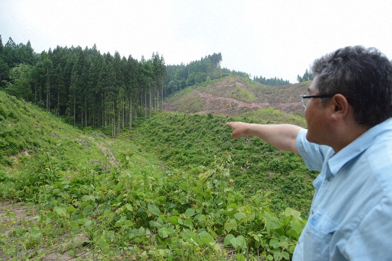 皆伐と再植樹の作業が進むスギ林=秋田県湯沢市で2020年6月5日午前11時47分、古川修司撮影