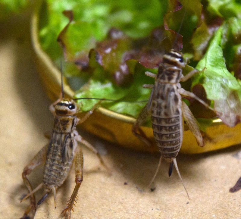 あっさり風味 こおろぎだし いかが 食用コオロギ使い京都のベンチャー発売 毎日新聞