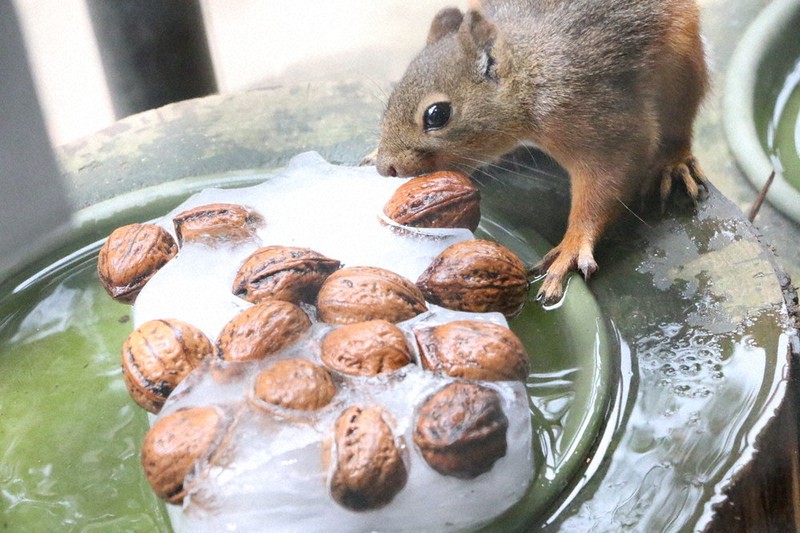 クルミ入りの氷をかじるリス=仙台うみの杜水族館提供