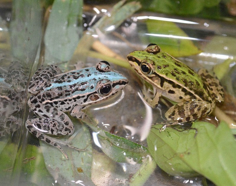 膚が青色に見えるトノサマガエル(左)と通常のトノサマガエル=鳥羽水族館提供
