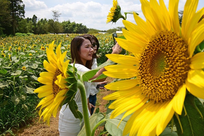 満開のヒマワリで夏楽しむ 成田ゆめ牧場 写真特集3 4 毎日新聞
