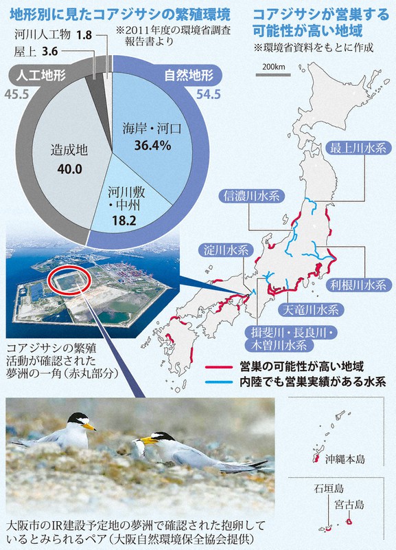 人間が整えた場所で繁殖 開発に待ったかける コアジサシ保護どうする 毎日新聞