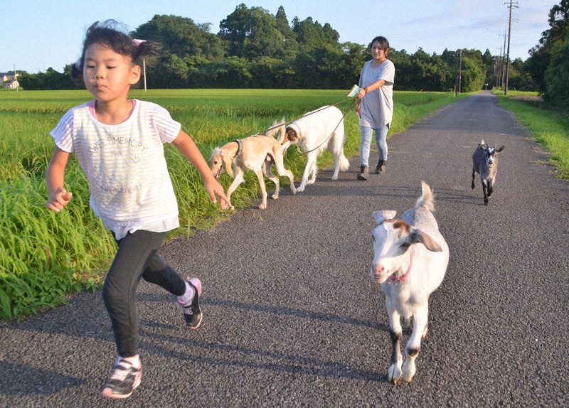 大和田さんの家族と近所を散歩する2頭のヤギ(右)=千葉県長生村で2020年8月3日午後5時32分