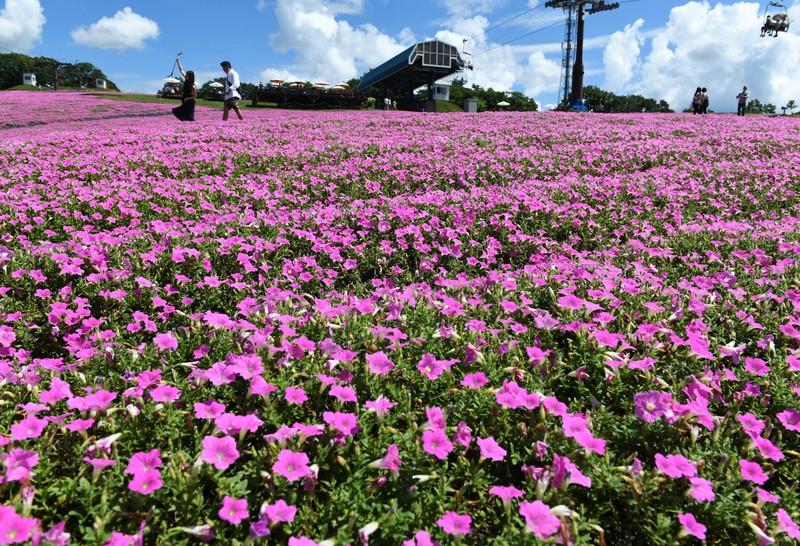 ゲレンデを鮮やかなピンクに染める「桃色吐息」=岐阜県郡上市高鷲町のひるがのピクニックガーデンで2020年8月30日、兵藤公治撮影