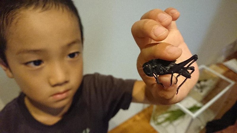 漆黒のバッタ、見つけた 津の7歳「暑いから丸焦げになったのかと