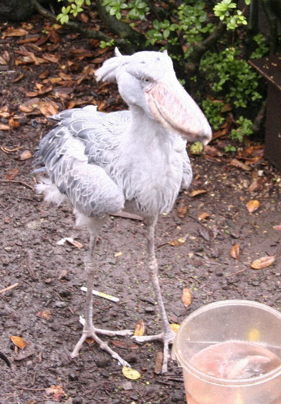 Late shoebill 'Grandpa Bill' actually 'Grandma Bill