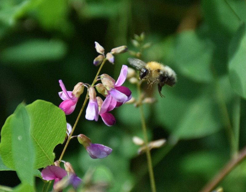憂楽帳 ハチの知らせ 毎日新聞