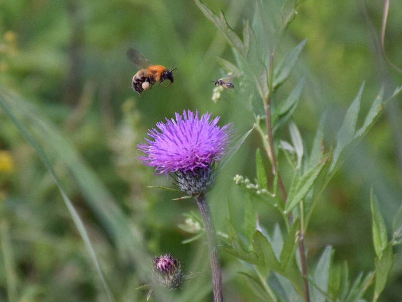 憂楽帳 ハチの知らせ 毎日新聞