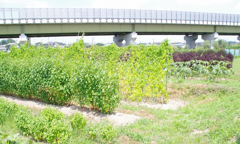 埼玉ビズ A ちふれが農園運営 社長肝いり 目の届く範囲で 化粧品原料目指す 安心安全求め栽培 埼玉 毎日新聞