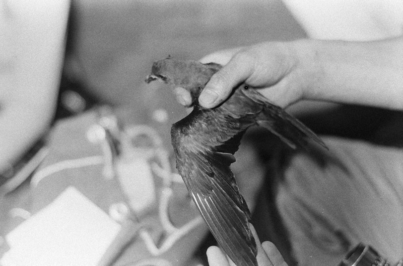 ヒメクロウミツバメ 絶滅種に いしかわレッドデータブック １１年ぶり改訂 石川 毎日新聞