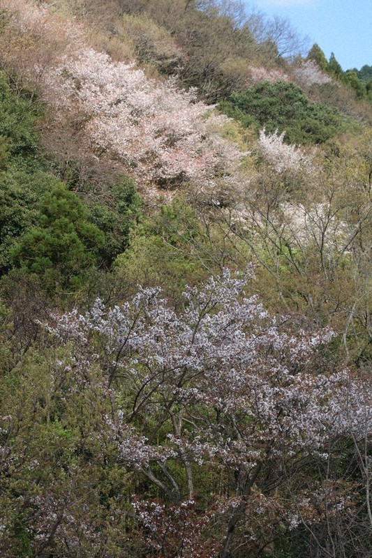 鳥に助けられ、距離を置いて生えるヤマザクラ=奈良県吉野町で2020年4月初め、栗栖健撮影