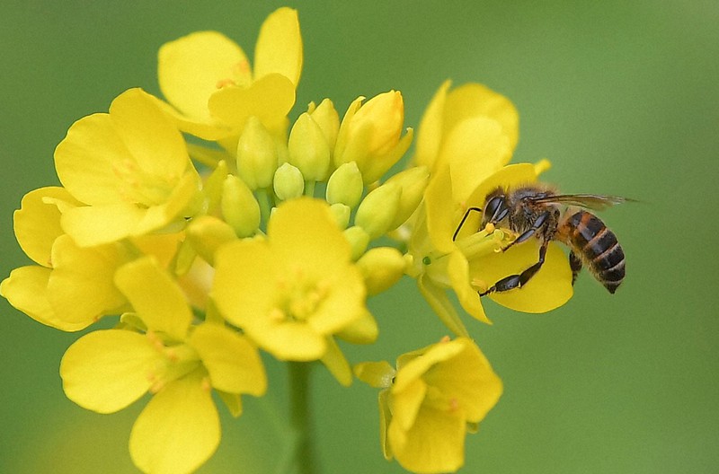毎日フォーラム・ファイル：ミツバチ ネオニコ系農薬の製造・使用に