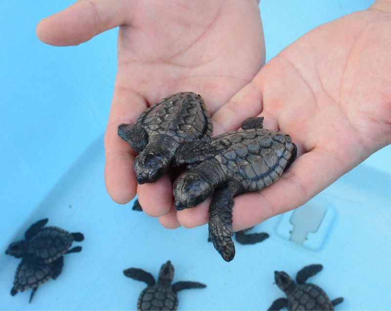 これまでに生まれたアカウミガメの赤ちゃん。第3世代の赤ちゃん誕生も期待されている=和歌山県串本町で2020年9月8日午後2時36分、山口智撮影