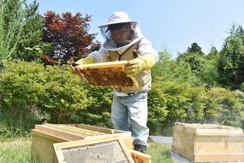 ミツバチの様子を確認する佐藤繁芳さん=福島県浪江町立野で2020年8月21日午前11時50分、寺町六花撮影