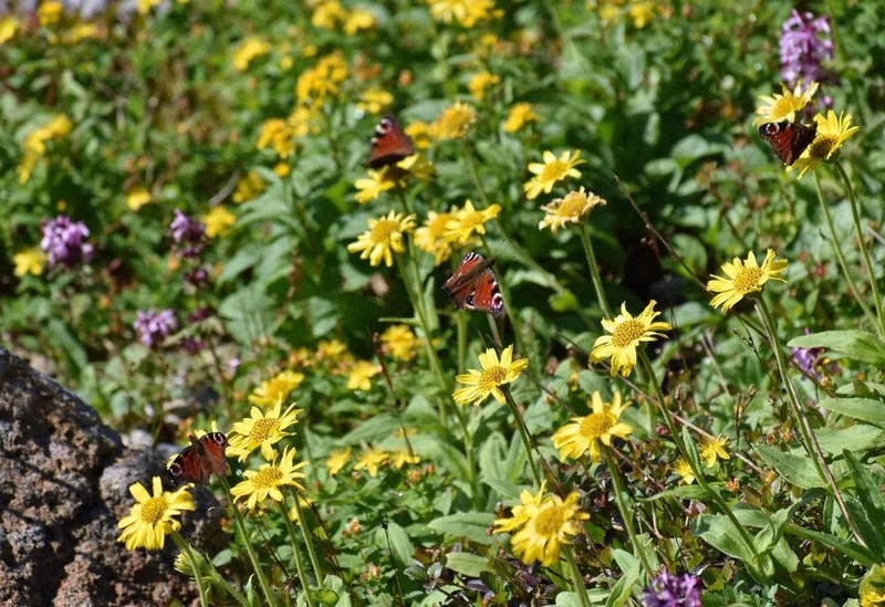 アルプスの夏 北ア 乗鞍岳 高山植物の宝庫 長野 毎日新聞