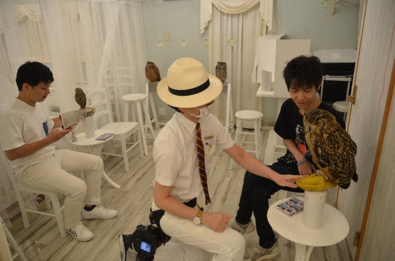 店内では、気に入ったフクロウたちを直接手に取ることもできる=千代田区秋葉原の「アキバフクロウ」で