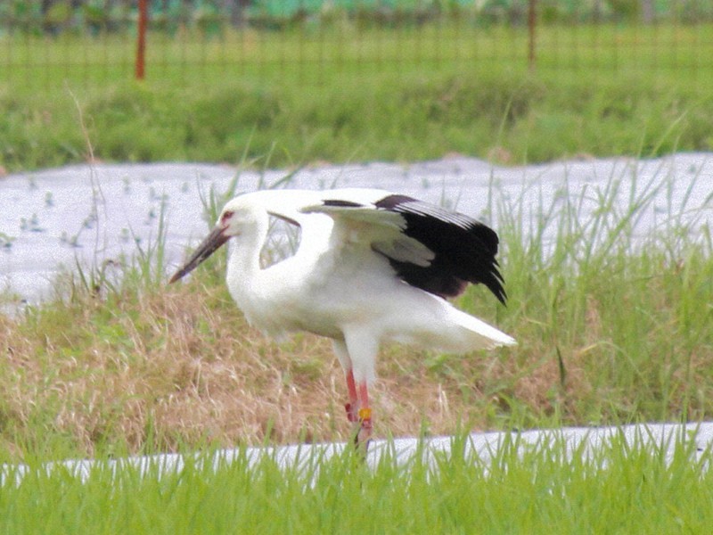 京都府京丹後市久美浜町市場で巣立ち、野外コウノトリ200羽目になった幼鳥=2020年6月25日、野村重嘉さん撮影(同市教委提供)