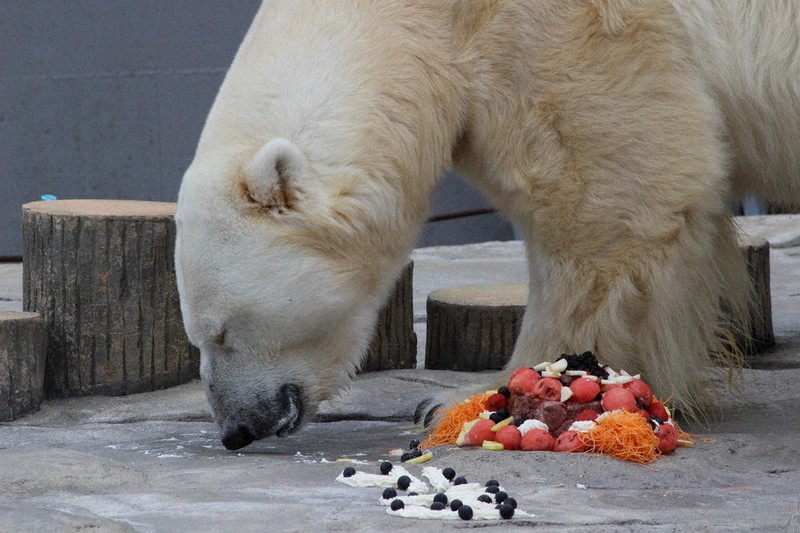 プレゼントされた敬老のケーキを食べるデナリ(26)=札幌市中央区の円山動物園で2020年9月15日、源馬のぞみ撮影