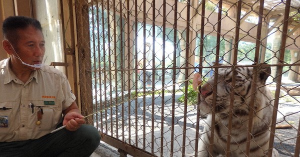 東武動物公園に毎月鶏肉330キロ、ホワイトタイガーなどの餌に 山形の業者が寄付