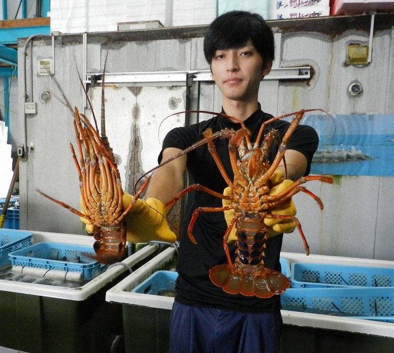 イセエビ漁が解禁 1キロ超の特大も 三重 鳥羽の離島 毎日新聞