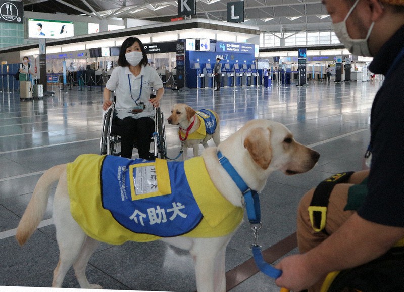 第1ターミナルビル内で介助犬のための訓練を行う犬たち=愛知県常滑市の中部空港で2020年9月18日、黒尾透撮影