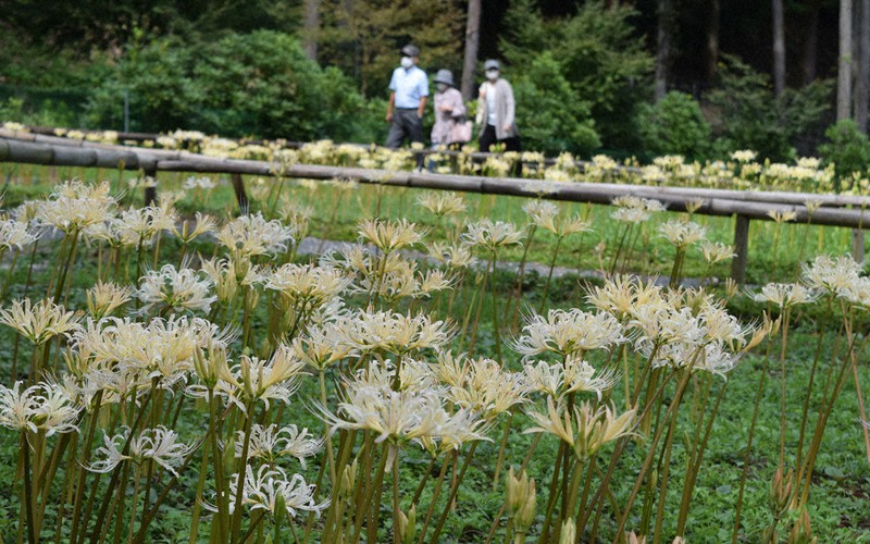 白い彼岸花 見ごろ 築上 正光寺境内で今月いっぱい 福岡 毎日新聞 白い彼岸花 見ごろ 築上 正光寺境内で今月いっぱい 福岡 毎日新聞