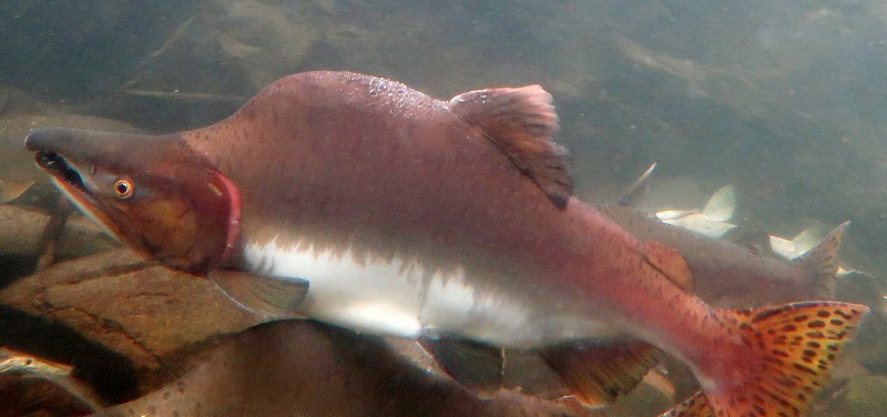 秋を迎える知床の川 カラフトマスの遡上が最盛期 [写真特集6/5] | 毎日新聞
