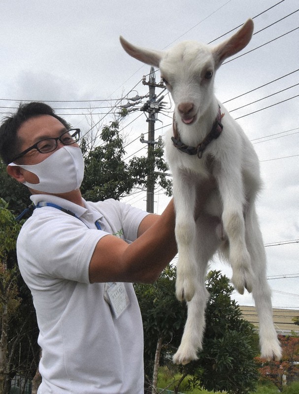 ヤギが 出向 し除草 斜面など難しい場所で効果 三重の会社がレンタル事業 毎日新聞