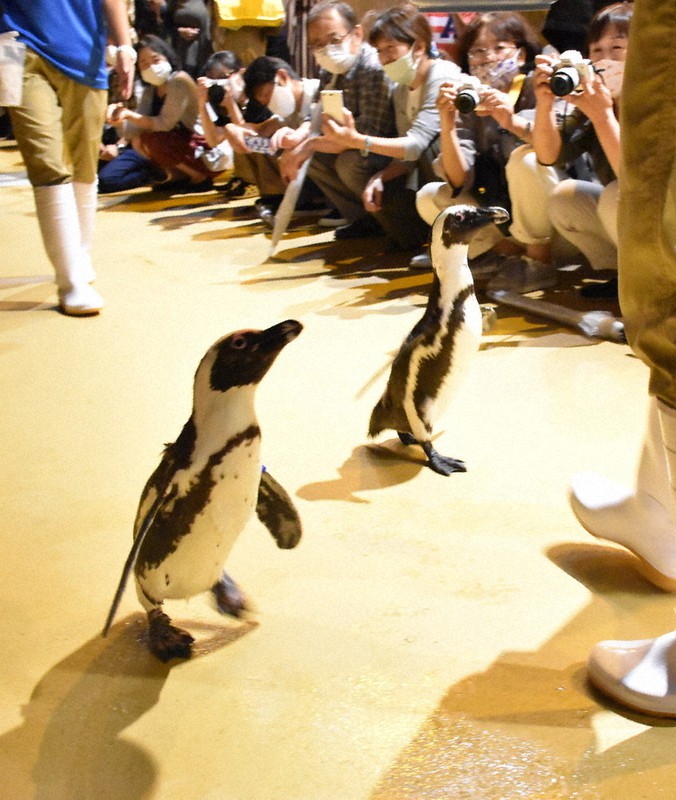 シャッターチャンスを狙う来館者の前で元気に駆け回るペンギン=香川県宇多津町の四国水族館で2020年9月26日午後6時45分、川原聖史撮影