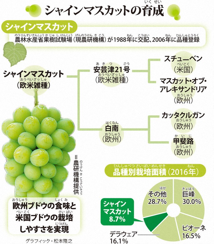 毎小ニュース：科学 今が旬のシャインマスカット 持ち味生かして開発