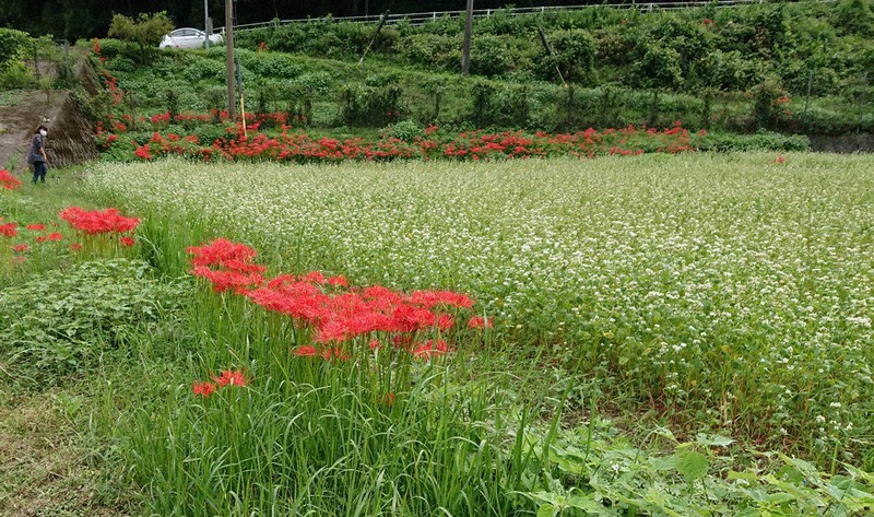 ソバの白い花満開 実りの時期迎え収穫へ 佐伯市 大分 毎日新聞