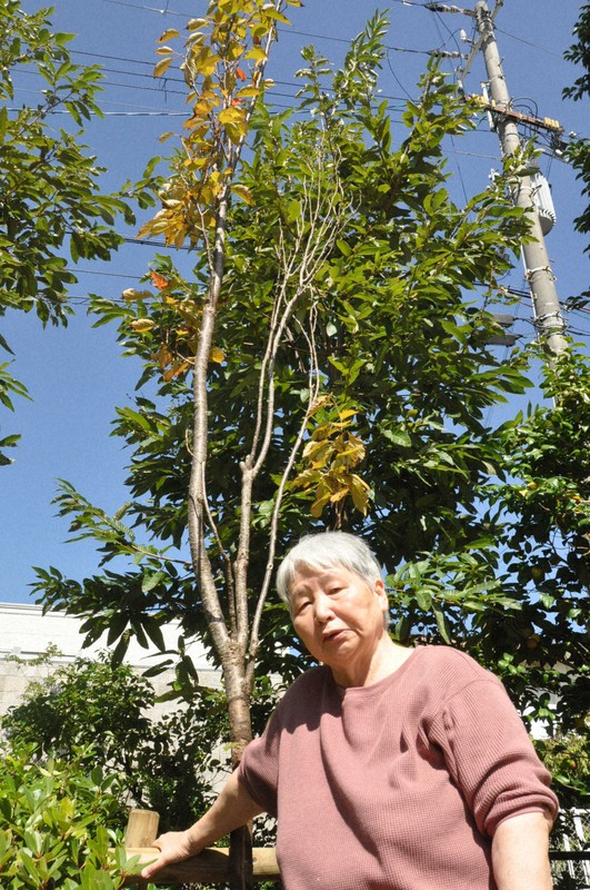 移植した桜の木の前に立つ岸本早苗さん=兵庫県宝塚市御殿山の御殿山公園で2020年10月2日午後0時11分、中村清雅撮影