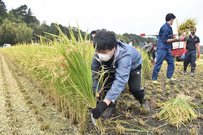 津波被害を受けた浪江町南棚塩地区で、震災後初めてのコメの収穫を手伝う東京農業大の学生たち=福島県浪江町北幾世橋で2020年10月3日午後1時30分、寺町六花撮影