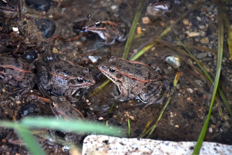 絶滅危惧種ナゴヤダルマガエルの自然繁殖成功 5年越し、全国初 兵庫